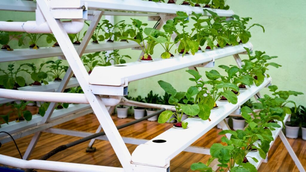 Rak-hidroponik-berisi-sayuran-hijau-di-balkon-apartemen.jpg